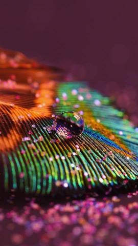 In Stunning Raindrop Peacock Feather Works We Have Already