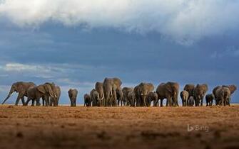 World Elephant Day Bing Wallpaper