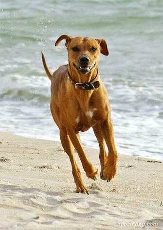 Running Rhodesian Ridgeback Dog Photo And Wallpaper Beautiful