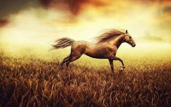 Running Horses Wallpaper Image