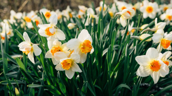 Daffodils Flowers Flower Bed 4k Rare Gallery HD Wallpaper