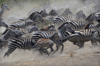African Animals Wallpaper