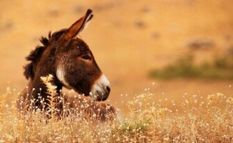 Donkey Wallpaper