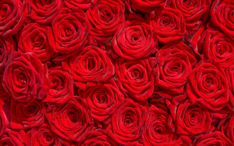 Vibrant Red Roses Wallpaper