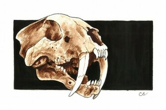 Saber Tooth Tiger Wallpaper Watercolor