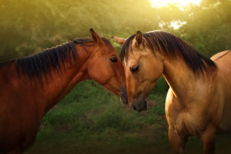 Animal Horse 4k Ultra HD Wallpaper