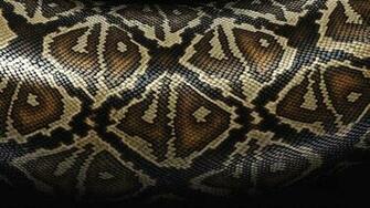 Snake Skin Background