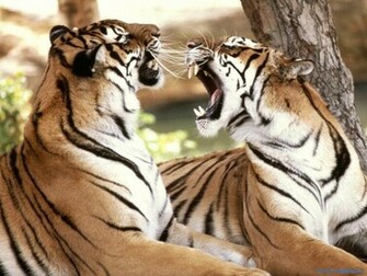 Big Cat Fight Wild Animals Wallpaper