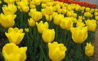 HD Yellow Tulip Wallpaper