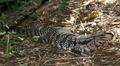 Lizards Image Alligator Lizard Wallpaper And Background