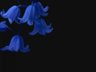 Black Background Blue Flowers Best Widescreen Awesome HD Wallpaper Of
