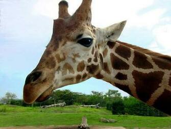 Great African Animal Wallpaper Pictures