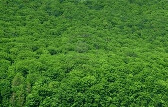 Beautiful Rainforest Background Wildlife A