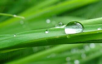 Raindrops On A Green Grass And Tulips