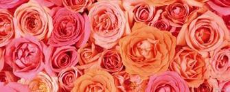 Wallpaper Flower Dual Screen