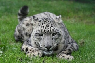 Leopard Mac Os X Wallpaper By Snow