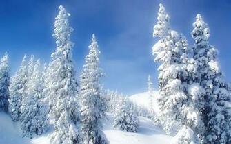 Winter Wallpaper HD