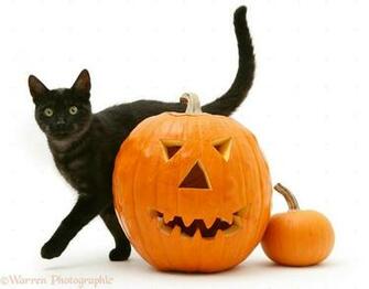 HD Halloween Black Cat Pumpkin Beautiful Cats Wallpaper Jpg