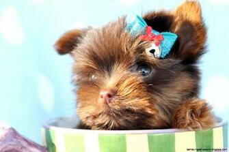 Teacup Puppy Wallpaper Desktop Amazing