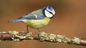 Blue Tit Wallpaper