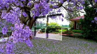 Windows On The Purple Blossoms Wallpaper Computer