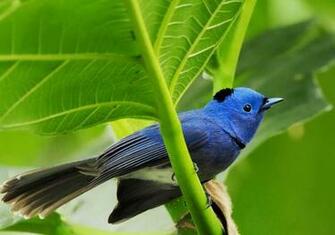 Wallpaper HD Birds