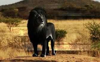Here Paulie Svk Deviantart Art Black Lion Wallpaper