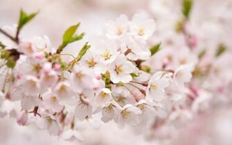 Sakura Flower Wallpaper Jpg