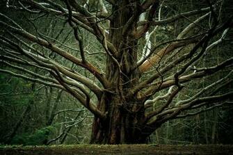 Trees Chaos Wallpaper Wallpoper