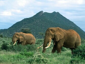 Elephant Wallpaper