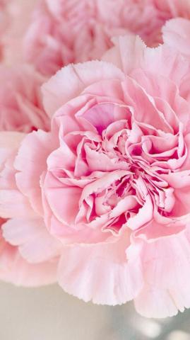 Cute Pink Peonies iPhone Wallpaper Preppy