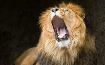 Roaring Big Cat