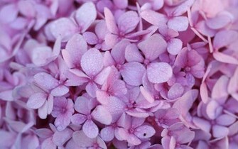 Hydrangea Dew Wallpaper
