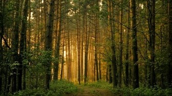 Black Forest Intresting Image Wallpaper Luxury Places