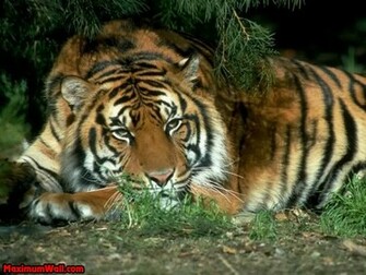 Background Collections Tiger