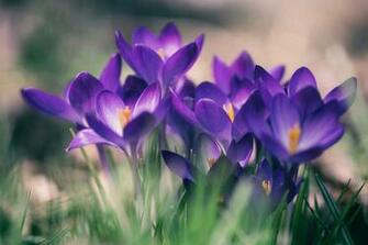International Day For Biological Diversity With Image Spring