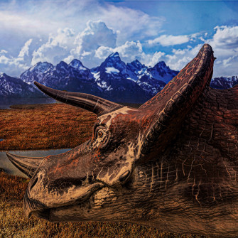 Triceratops Frill Classic Boxed Specimens Mini Museum