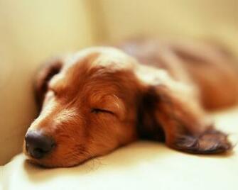 Sleeping Dog Desktop Pc And Mac Wallpaper
