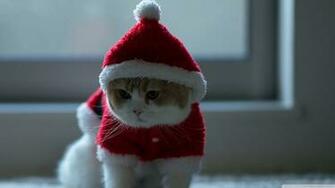 Santa Claus Cat 4k HD Desktop Wallpaper For Ultra Tv