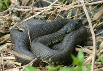 Grass Snake Wallpaper High Quality