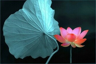Lily Pad Wallpaper