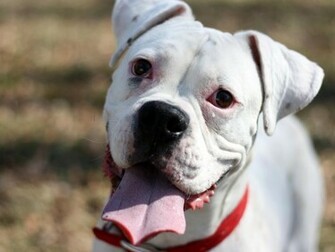 White Boxer Dog HD Wallpaper Pictures All About