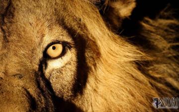 Angry Lion Image For Laptop Wallpaper Eyes