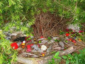 Bowerbird Wallpaper Animal Hq Pictures 4k