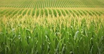 Illinois Corn Field Wallpaper
