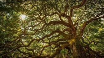 Oak Tree Wallpaper And Background Image Net