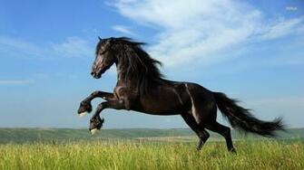 Black Horses HD Wallpaper Horse Desktop