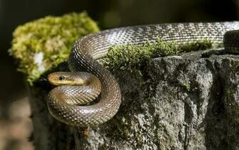 Grass Snake High Definition Wallpaper Unity Pixel