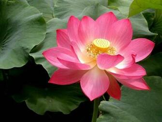 Lotus The Flowers Avenue