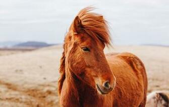 Wallpaper Look Nature Horse Hills Portrait Chestnut